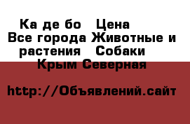 Ка де бо › Цена ­ 25 - Все города Животные и растения » Собаки   . Крым,Северная